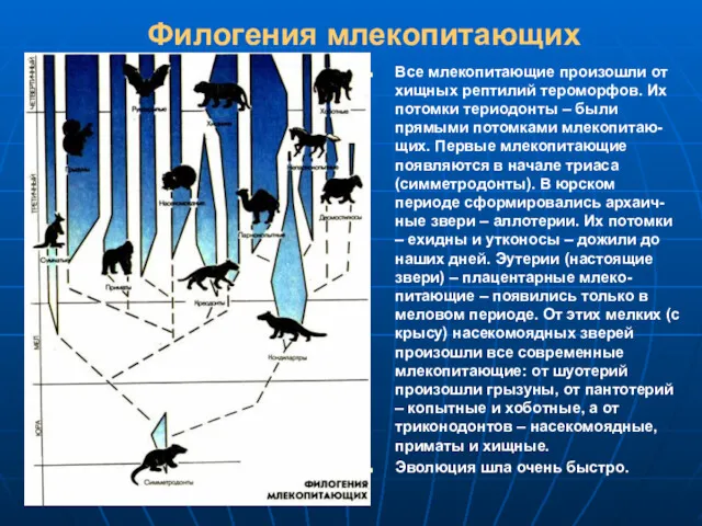 Филогения млекопитающих Все млекопитающие произошли от хищных рептилий тероморфов. Их