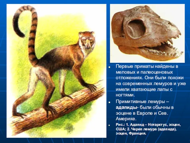 Первые приматы найдены в меловых и палеоценовых отложениях. Они были