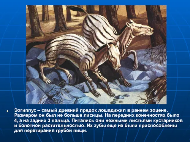 Эогиппус – самый древний предок лошадижил в раннем эоцене. Размером