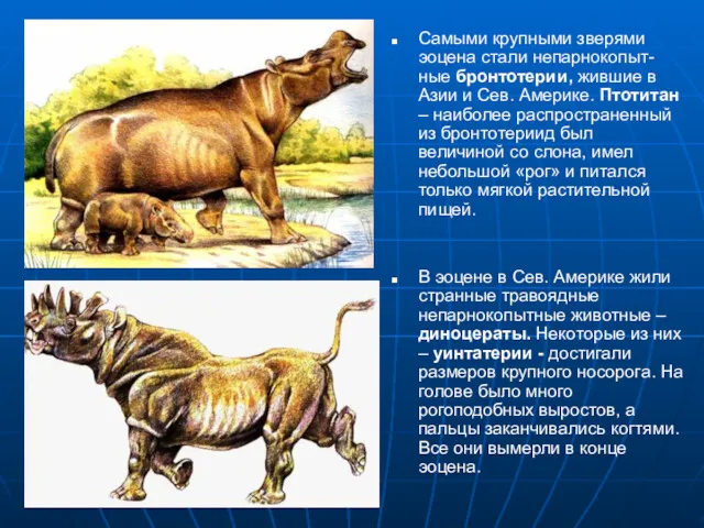 Самыми крупными зверями эоцена стали непарнокопыт-ные бронтотерии, жившие в Азии