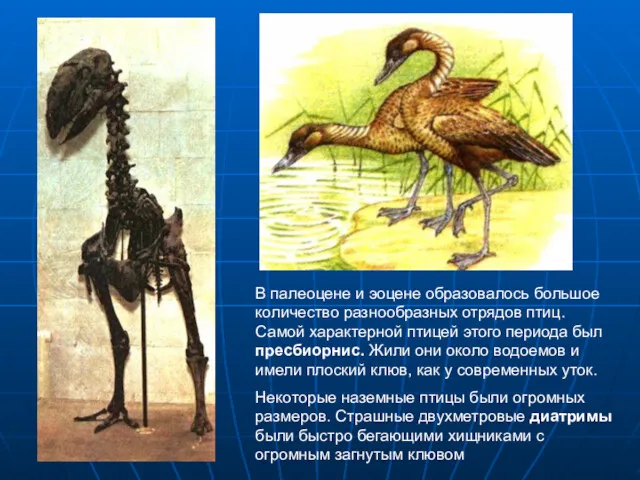 В палеоцене и эоцене образовалось большое количество разнообразных отрядов птиц.