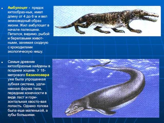 Амбулоцет - предок китообраз-ных, имел длину от 4 до 6