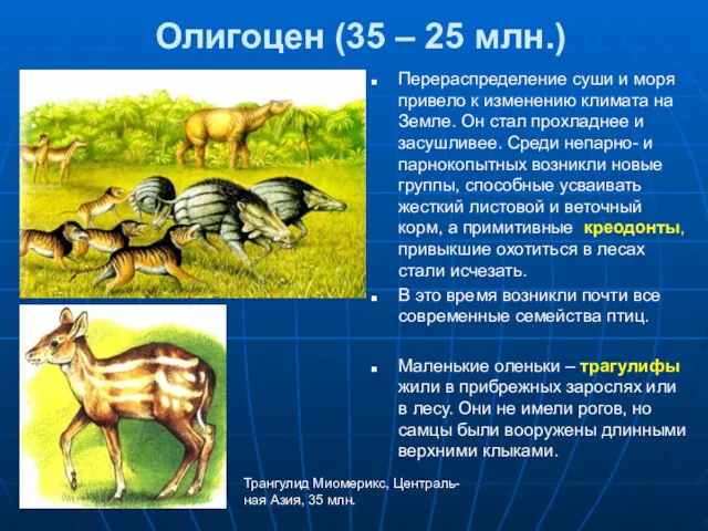 Олигоцен (35 – 25 млн.) Перераспределение суши и моря привело