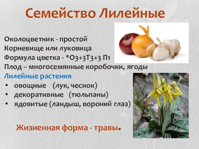 Семейство Лилейные Околоцветник - простой Корневище или луковица Формула цветка