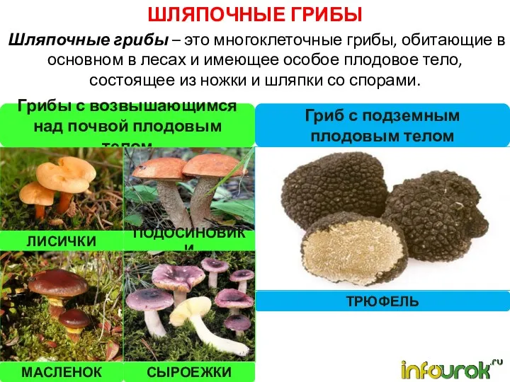 ШЛЯПОЧНЫЕ ГРИБЫ Шляпочные грибы – это многоклеточные грибы, обитающие в