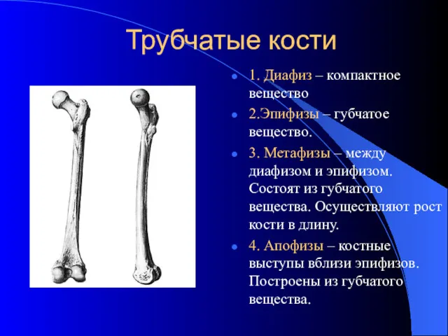 Трубчатые кости 1. Диафиз – компактное вещество 2.Эпифизы – губчатое