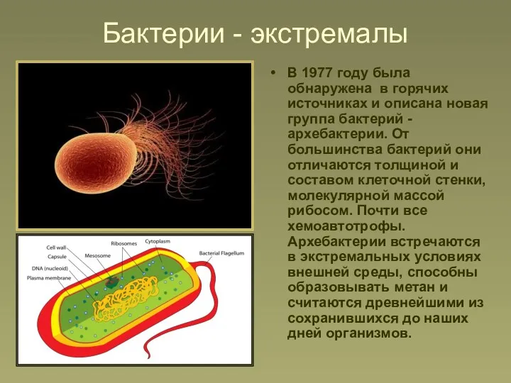Бактерии - экстремалы В 1977 году была обнаружена в горячих источниках и описана