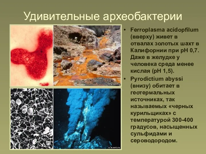 Удивительные археобактерии Ferroplasma acidopfilum (вверху) живет в отвалах золотых шахт в Калифорнии при