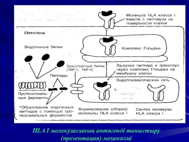 HLA I молекуласының антигенді таныстыру (презентация) механизмі