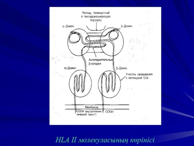 HLA II молекуласының көрінісі