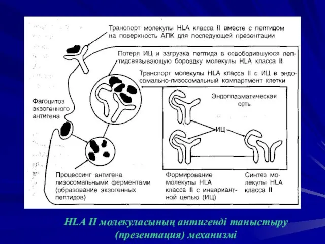 HLA II молекуласының антигенді таныстыру (презентация) механизмі