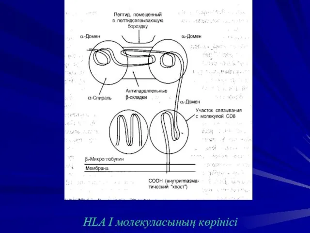 HLA I молекуласының көрінісі