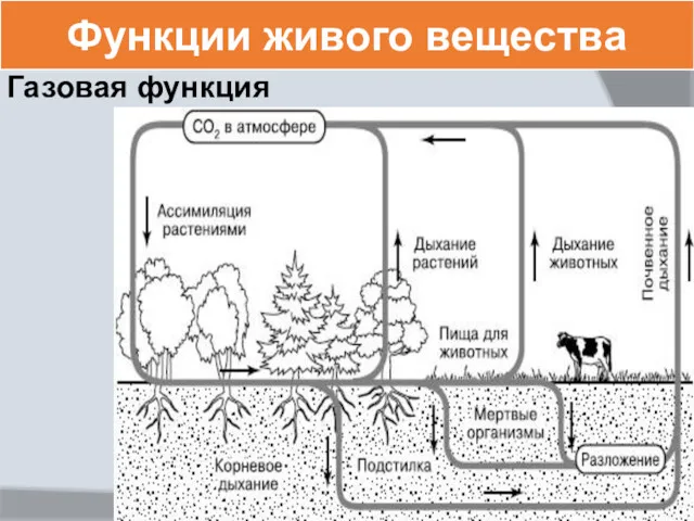 Функции живого вещества Газовая функция