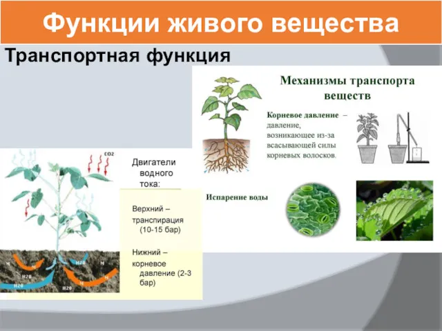 Функции живого вещества Транспортная функция