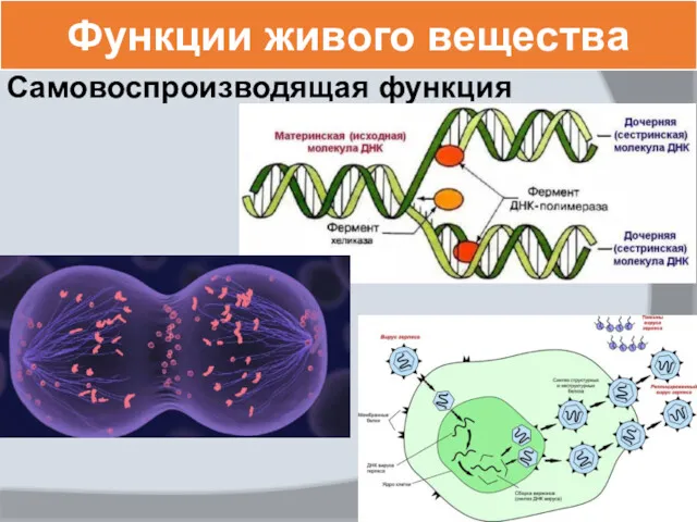 Функции живого вещества Самовоспроизводящая функция