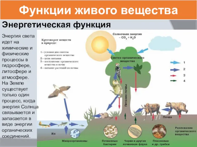 Функции живого вещества Энергетическая функция Энергия света идет на химические