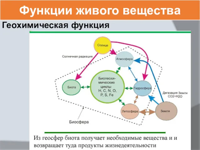 Функции живого вещества Геохимическая функция