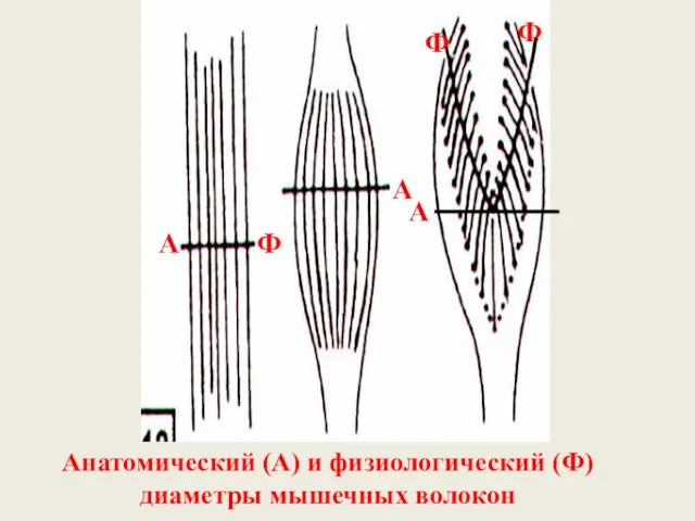 Анатомический (А) и физиологический (Ф) диаметры мышечных волокон А Ф Ф А А Ф
