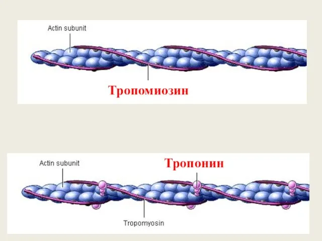 Тропонин Тропомиозин