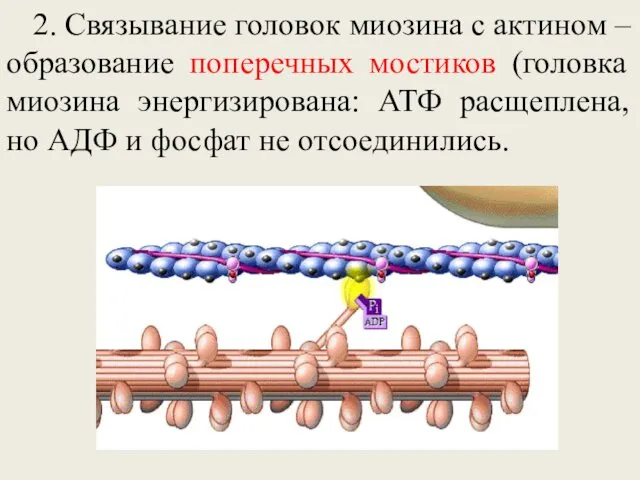 2. Связывание головок миозина с актином – образование поперечных мостиков (головка миозина энергизирована:
