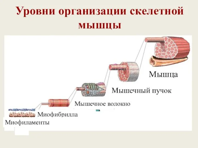 Уровни организации скелетной мышцы Мышца Мышечный пучок Мышечное волокно Миофибрилла Миофиламенты