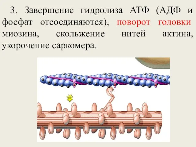 3. Завершение гидролиза АТФ (АДФ и фосфат отсоединяются), поворот головки миозина, скольжение нитей актина, укорочение саркомера.