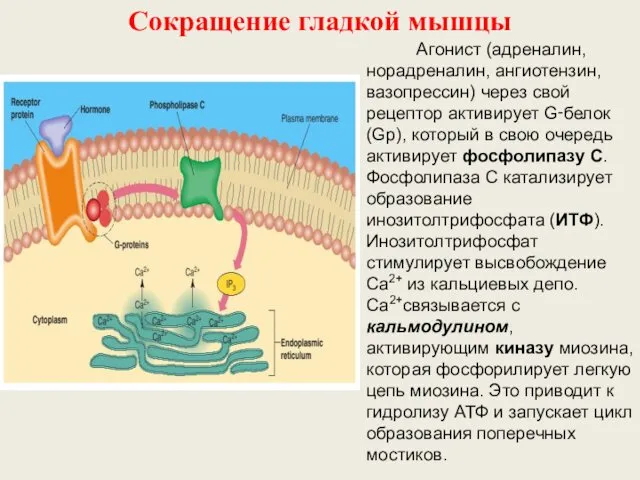 Сокращение гладкой мышцы Агонист (адреналин, норадреналин, ангиотензин, вазопрессин) через свой рецептор активирует G‑белок