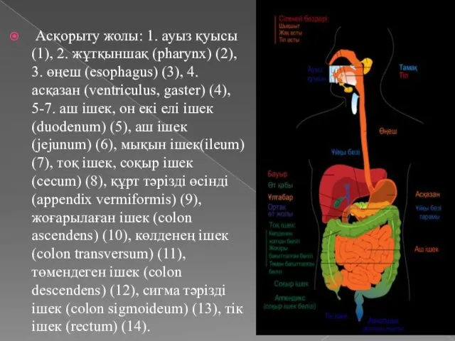 Асқорыту жолы: 1. ауыз қуысы (1), 2. жұтқыншақ (pharynx) (2),