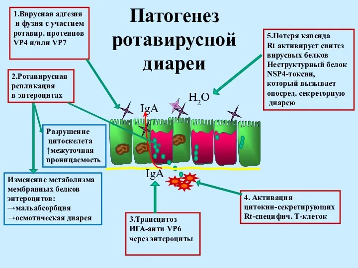 IgA IgA 1.Вирусная адгезия и фузия с участием ротавир. протеинов VP4 и/или VP7