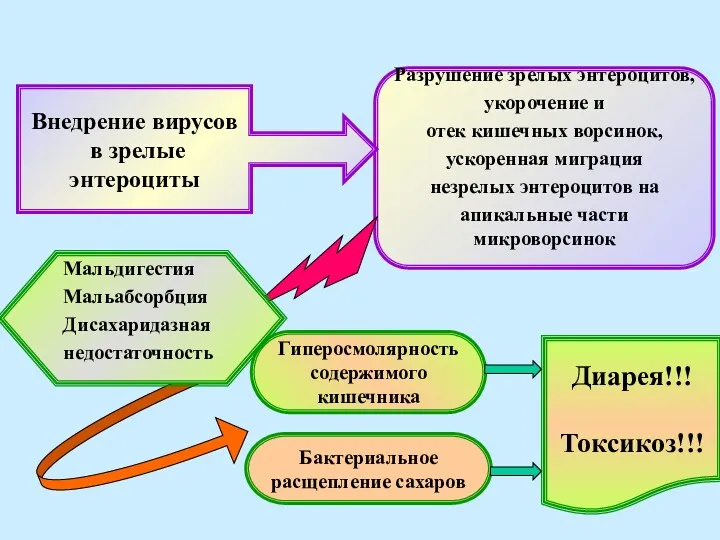 Разрушение зрелых энтероцитов, укорочение и отек кишечных ворсинок, ускоренная миграция незрелых энтероцитов на