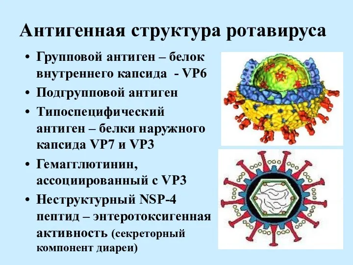 Антигенная структура ротавируса Групповой антиген – белок внутреннего капсида - VP6 Подгрупповой антиген