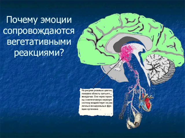 Почему эмоции сопровождаются вегетативными реакциями?