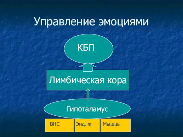 Управление эмоциями ВНС ВНС Гипоталамус Лимбическая кора Энд. ж Мышцы КБП