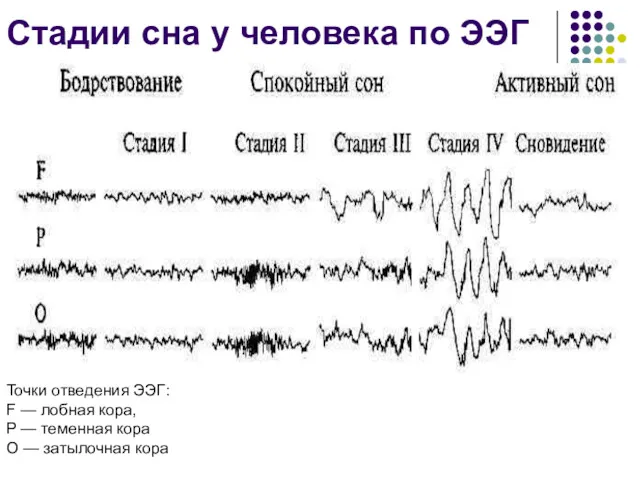 Стадии сна у человека по ЭЭГ Точки отведения ЭЭГ: F