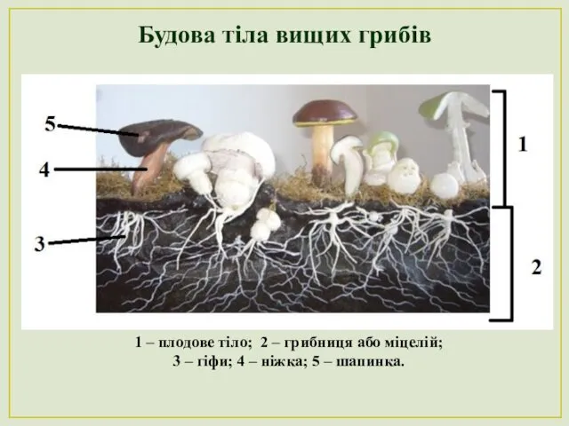Будова тіла вищих грибів 1 – плодове тіло; 2 – грибниця або міцелій;