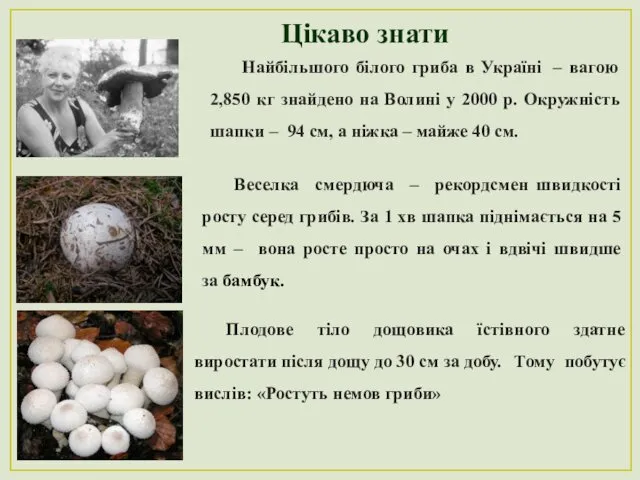 Цікаво знати Найбільшого білого гриба в Україні – вагою 2,850 кг знайдено на