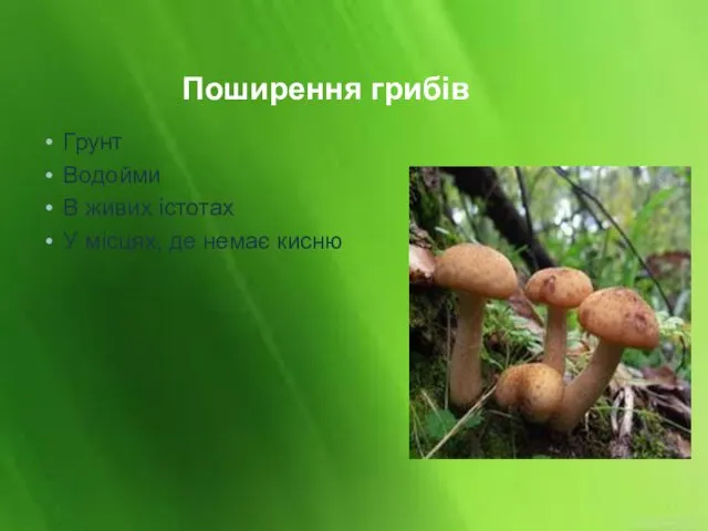Поширення грибів Грунт Водойми В живих істотах У місцях, де немає кисню