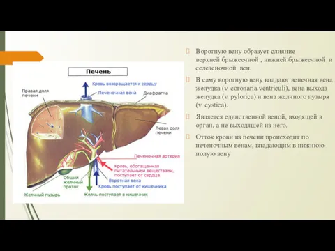 Воротную вену образует слияние верхней брыжеечной , нижней брыжеечной и