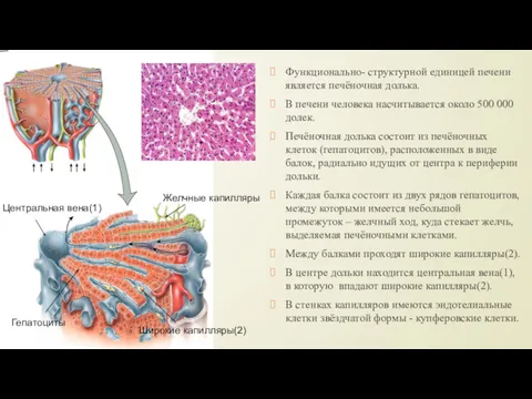 Центральная вена(1) Широкие капилляры(2) Желчные капилляры Гепатоциты Функционально- структурной единицей