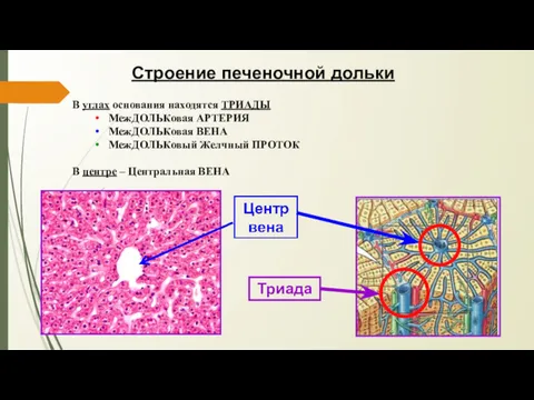 Строение печеночной дольки В углах основания находятся ТРИАДЫ МежДОЛЬКовая АРТЕРИЯ