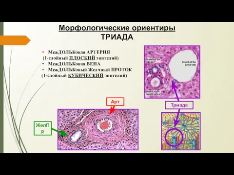 Морфологические ориентиры ТРИАДА МежДОЛЬКовая АРТЕРИЯ (1-слойный ПЛОСКИЙ эпителий) МежДОЛЬКовая ВЕНА