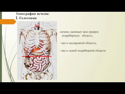 Топография печени: 1. Голотопия печень занимает всю правую подрёберную область;