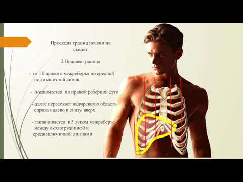 Проекция границ печени на скелет 2.Нижняя граница от 10 правого