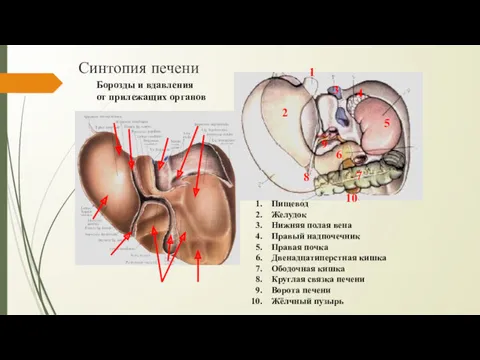 Синтопия печени Пищевод Желудок Нижняя полая вена Правый надпочечник Правая