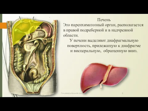 Печень Это паренхиматозный орган, располагается в правой подреберной и в