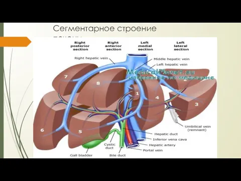 Сегментарное строение печени