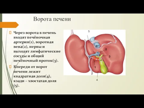 Ворота печени Через ворота в печень входят печёночная артерия(1), воротная