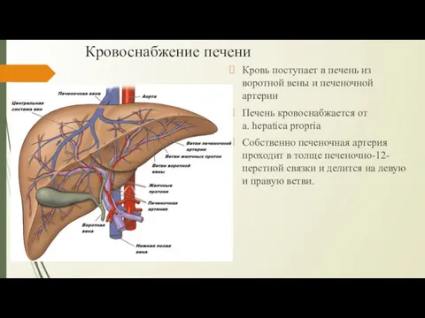 Кровоснабжение печени Кровь поступает в печень из воротной вены и