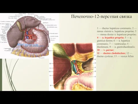 1 — ductus hepaticus communis; 2 — ramus sinister a.