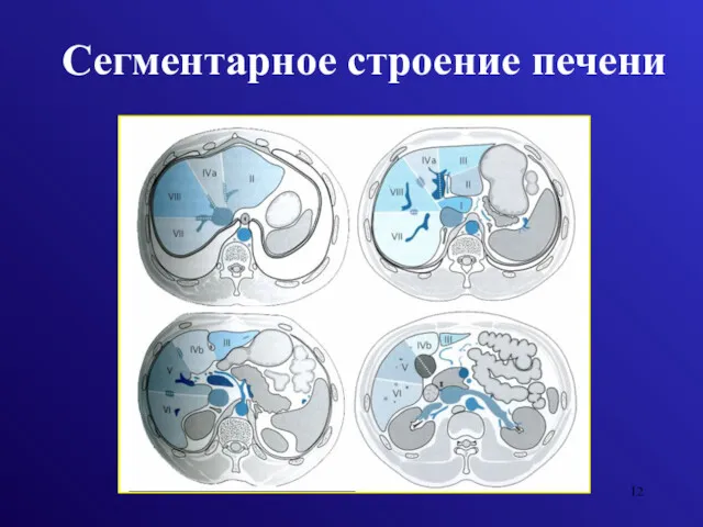 Сегментарное строение печени